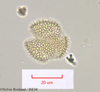 Diplotaxis catholica - lame n° 1037