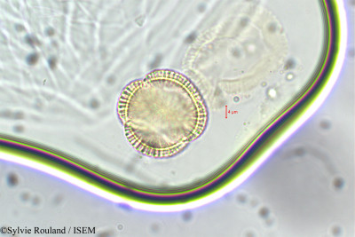 Sylvie.Rouland/Diplotaxis_muralis_5892/Diplotaxis_muralis_5892_0001(copy)_thumb.jpg
