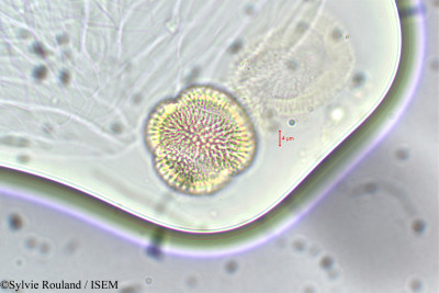 Diplotaxis muralis - lame n° 5892