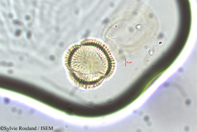 Diplotaxis muralis - lame n° 5892