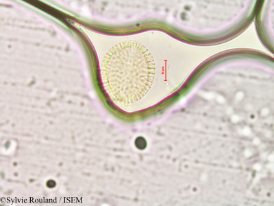 Sylvie.Rouland/Diplotaxis_tenuifolia_4115/Diplotaxis_tenuifolia_4115_0001(copy)_thumb.jpg