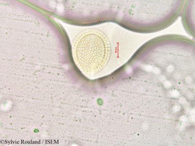 Diplotaxis tenuifolia - lame n° 4115