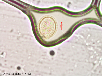 Diplotaxis tenuifolia - lame n° 4115
