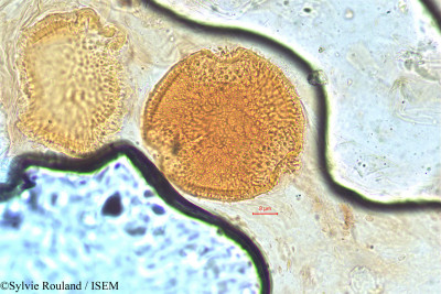 Sylvie.Rouland/Dipsacus_leschenaultii_5061/Dipsacus_leschenaultii_5061_0001(copy)_thumb.jpg
