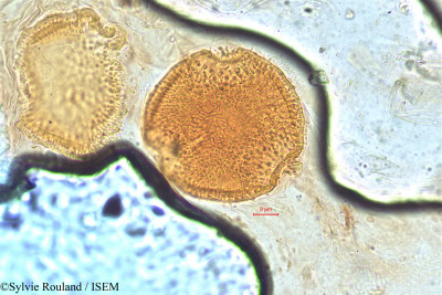 Dipsacus leschenaultii - lame n° 5061