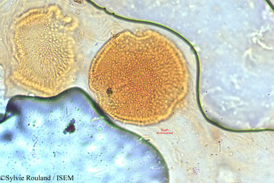 Dipsacus leschenaultii - lame n° 5061