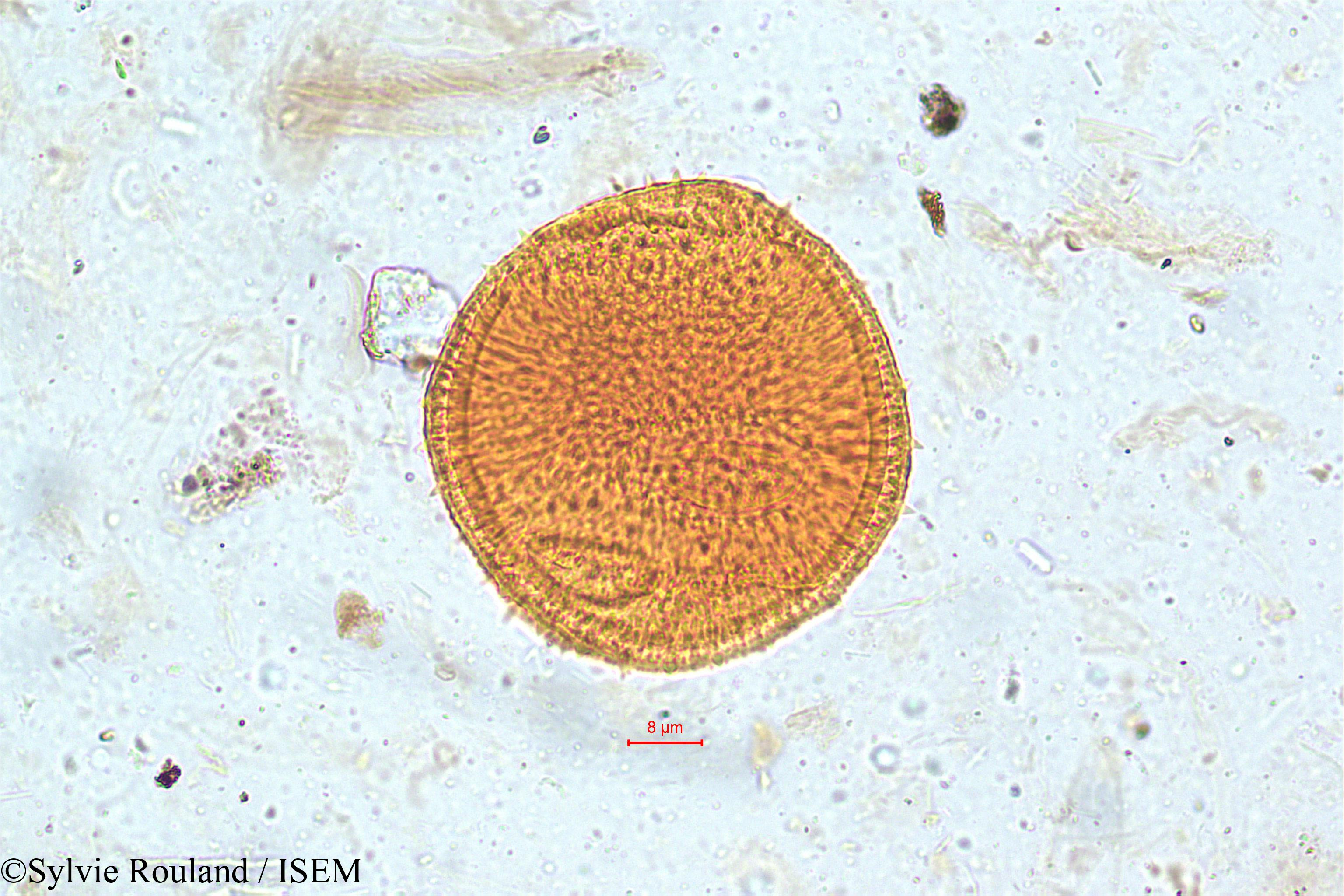 Sylvie.Rouland/Dipsacus_leschenaultii_5061/Dipsacus_leschenaultii_5061_0004(copy).jpg