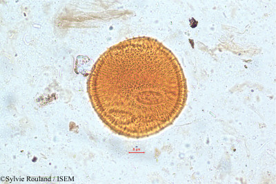 Dipsacus leschenaultii - lame n° 5061