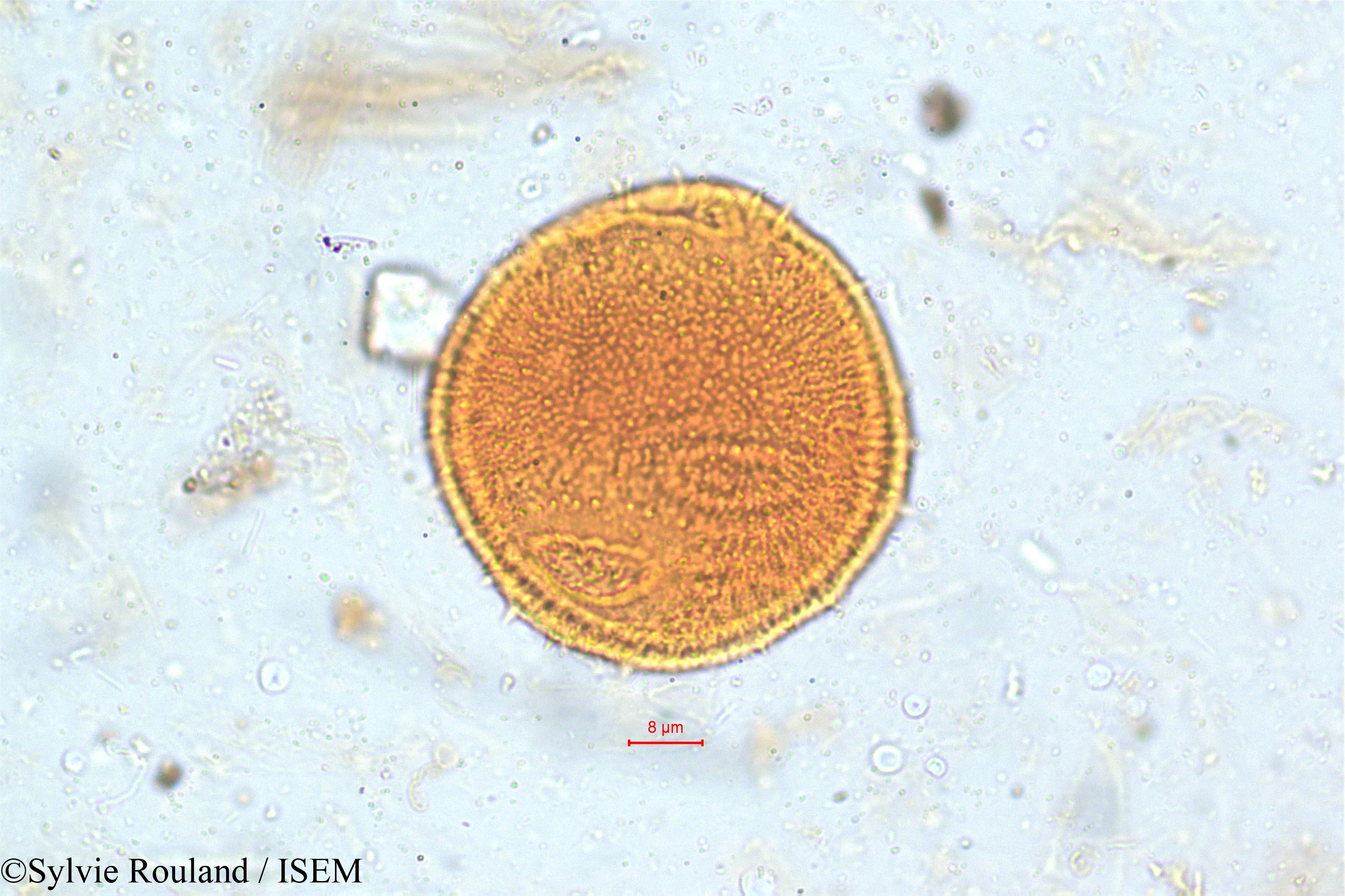 Sylvie.Rouland/Dipsacus_leschenaultii_5061/Dipsacus_leschenaultii_5061_0006(copy).jpg