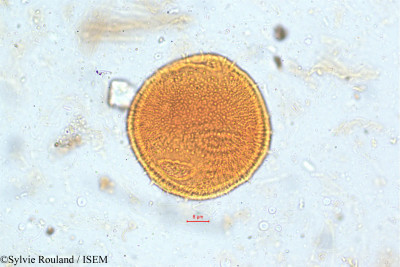 Dipsacus leschenaultii - lame n° 5061