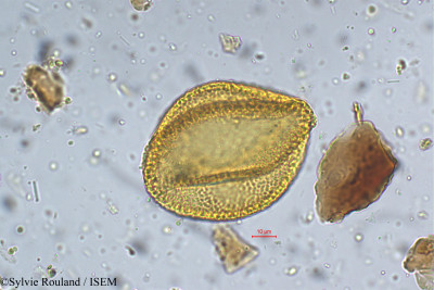 Sylvie.Rouland/Dipterocarpus_indicus_5345/Dipterocarpus_indicus_5345_0001(copy)_thumb.jpg