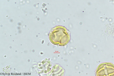 Sylvie.Rouland/Discoglypremna_caloneura_253/Discoglypremna_caloneura_253_0001(copy)_thumb.jpg