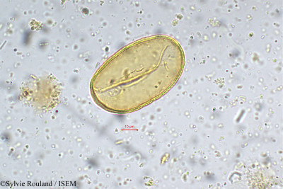 Sylvie.Rouland/Disporum_leschenaultianum_5294/Disporum_leschenaultianum_5294_0001(copy)_thumb.jpg