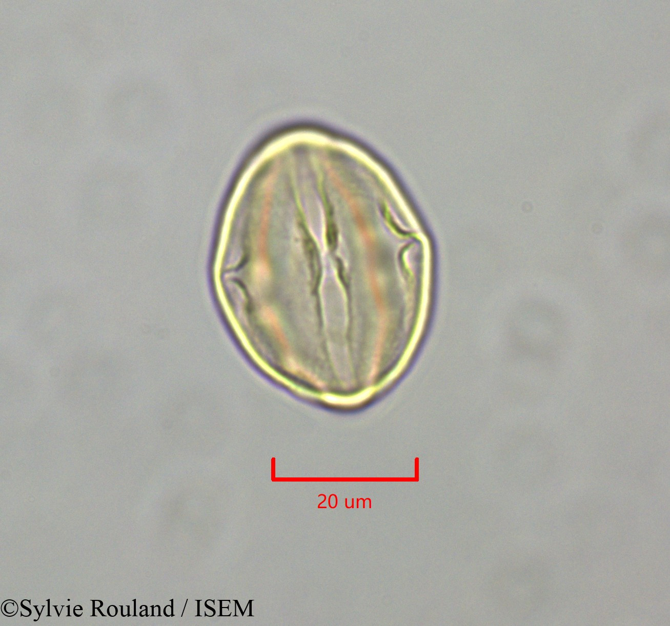 Sylvie.Rouland/Distemonanthus_benthamianus_47346/Distemonanthus_benthamianus_47346_0002(copy).jpg