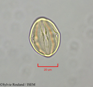 Distemonanthus benthamianus - lame n° 47346