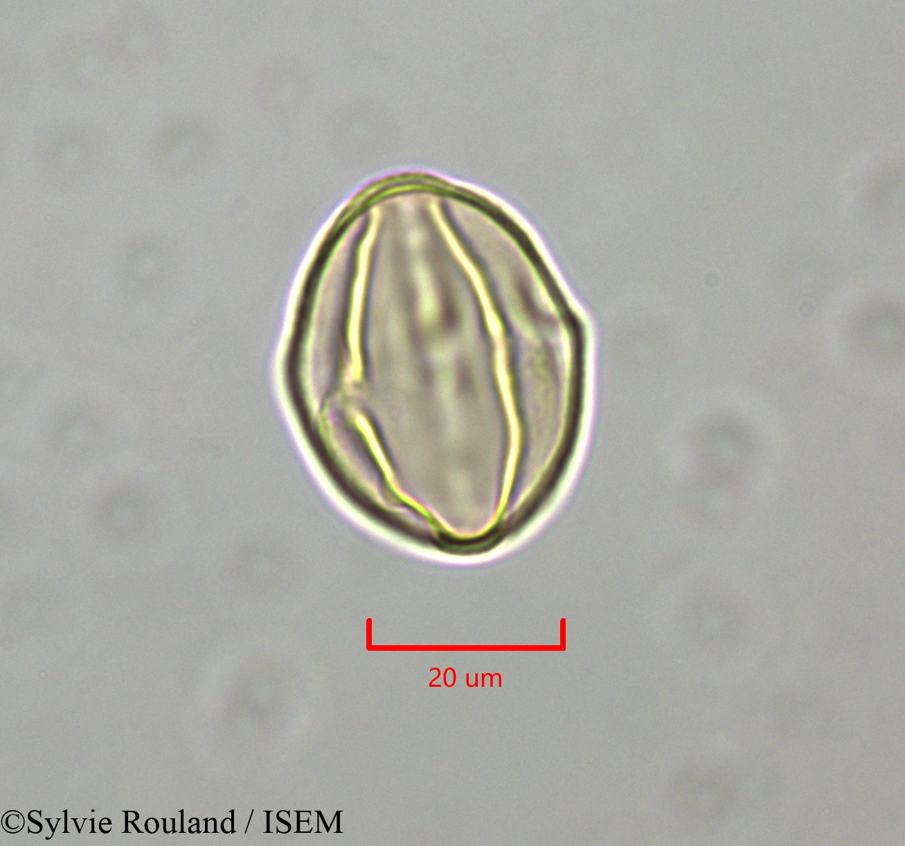Sylvie.Rouland/Distemonanthus_benthamianus_47346/Distemonanthus_benthamianus_47346_0003(copy).jpg