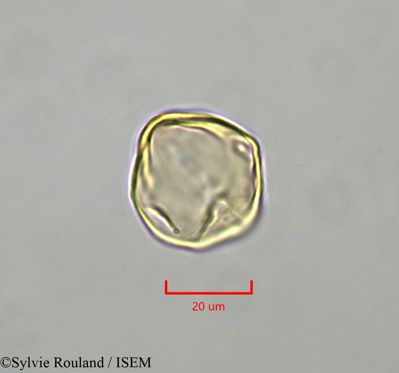 Sylvie.Rouland/Distemonanthus_benthamianus_47346/Distemonanthus_benthamianus_47346_0004(copy).jpg