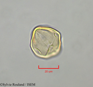 Distemonanthus benthamianus - lame n° 47346