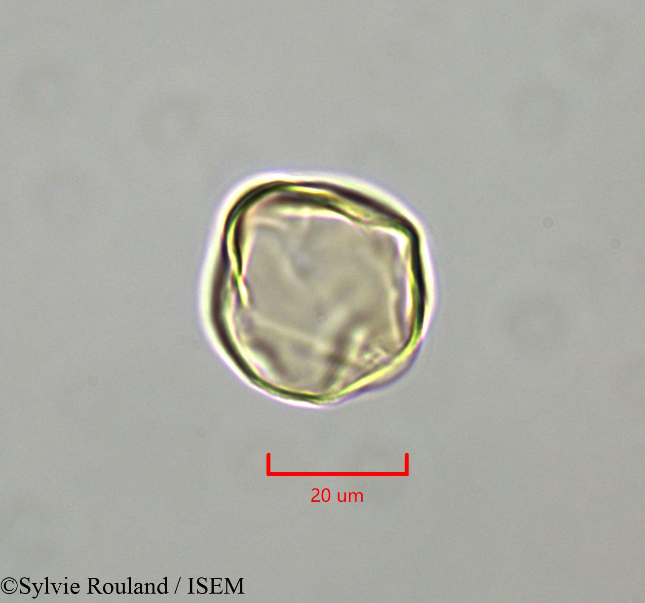 Sylvie.Rouland/Distemonanthus_benthamianus_47346/Distemonanthus_benthamianus_47346_0006(copy).jpg