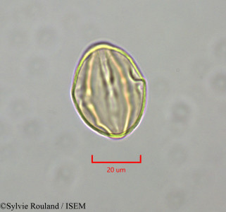 Distemonanthus benthamianus - lame n° 47346