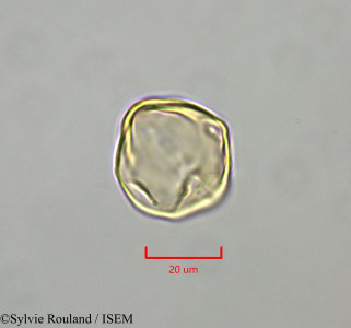 Distemonanthus benthamianus - lame n° 47346