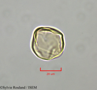 Distemonanthus benthamianus - lame n° 47346