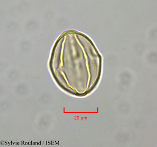 Distemonanthus benthamianus - lame n° 47346