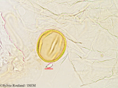 Dolichos fangitsa - lame n° 2809