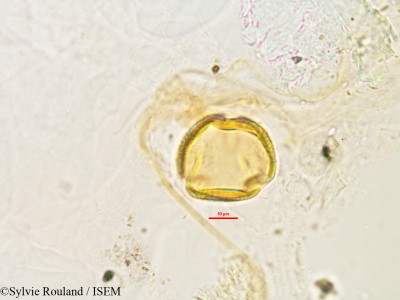 Dolichos fangitsa - lame n° 2809