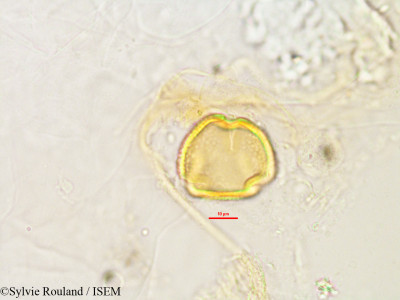 Dolichos fangitsa - lame n° 2809