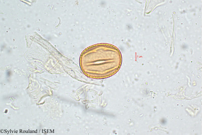 Sylvie.Rouland/Dolichos_lignosus_5065/Dolichos_lignosus_5065_0001(copy)_thumb.jpg