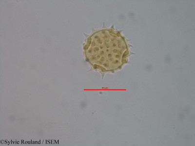 Sylvie.Rouland/Dombeya_ctenostegia_11631/Dombeya_ctenostegia_11631_0001(copy)_thumb.jpg