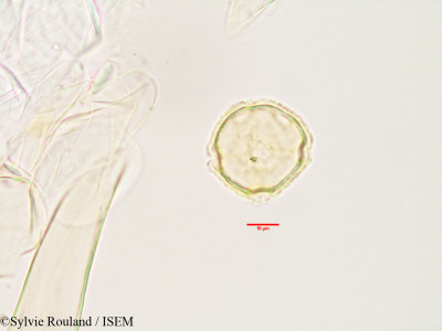 Sylvie.Rouland/Doratoxylon_apetalum_3497/Doratoxylon_apetalum_3497_0001(copy)_thumb.jpg