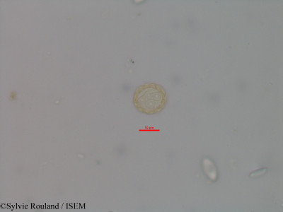Sylvie.Rouland/Dorstenia_debilis_2588/Dorstenia_debilis_2588_0001(copy)_thumb.jpg