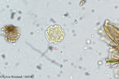 Sylvie.Rouland/Dorstenia_indica_5275/Dorstenia_indica_5275_0001(copy)_thumb.jpg