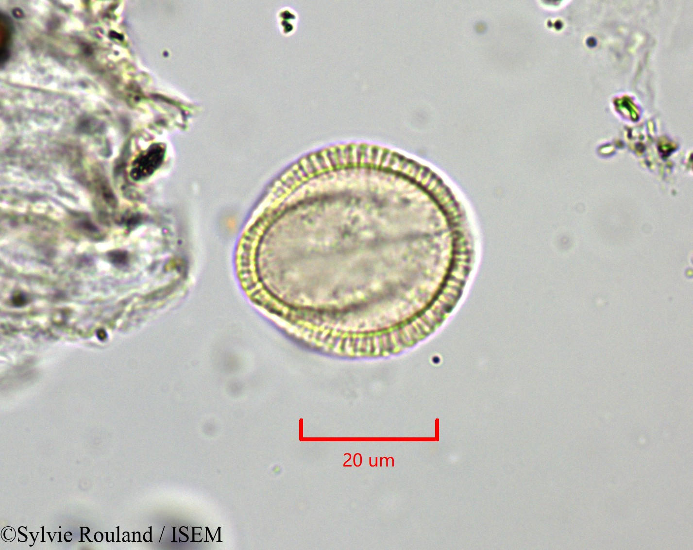 Sylvie.Rouland/Draba_aizoides_1828/Draba_aizoides_1828_0001(copy).jpg