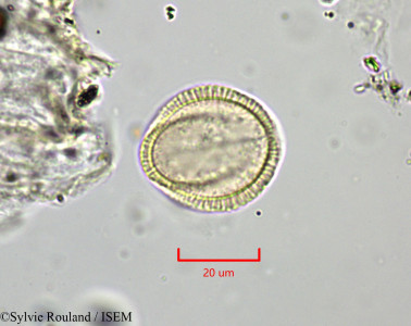 Sylvie.Rouland/Draba_aizoides_1828/Draba_aizoides_1828_0001(copy)_thumb.jpg