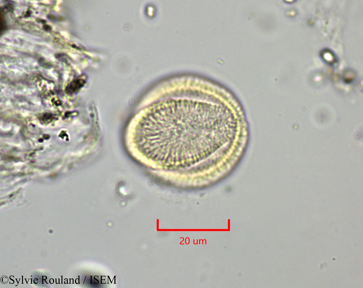 Sylvie.Rouland/Draba_aizoides_1828/Draba_aizoides_1828_0002(copy).jpg