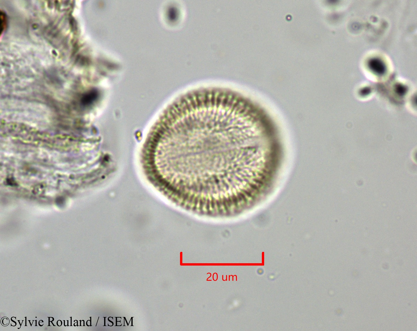 Sylvie.Rouland/Draba_aizoides_1828/Draba_aizoides_1828_0003(copy).jpg
