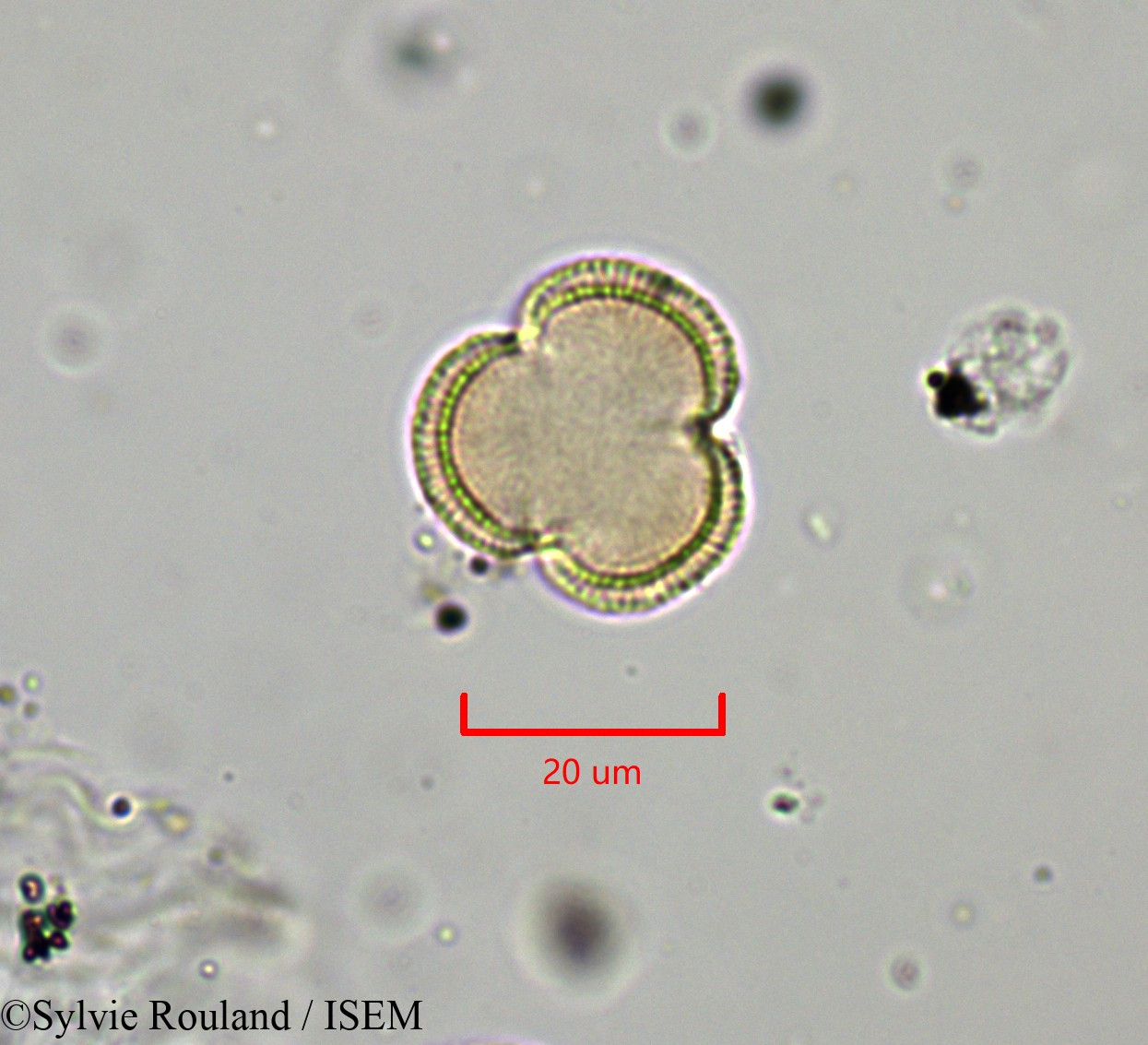 Sylvie.Rouland/Draba_aizoides_1828/Draba_aizoides_1828_0004(copy).jpg