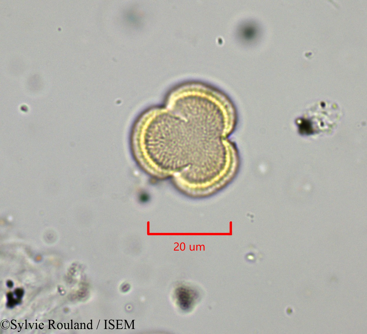 Sylvie.Rouland/Draba_aizoides_1828/Draba_aizoides_1828_0005(copy).jpg