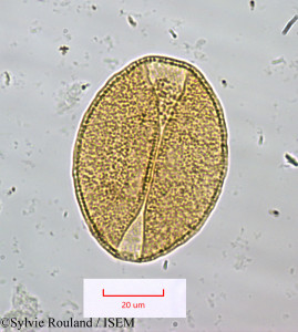 Dracaena reflexa - lame n° 1259