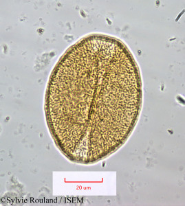 Dracaena reflexa - lame n° 1259