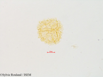 Sylvie.Rouland/Drimys_piperita_4877/Drimys_piperita_4877_0001(copy)_thumb.jpg