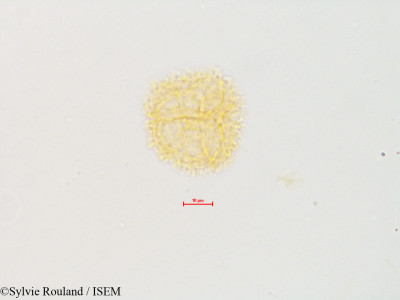 Drimys piperita - lame n° 4877