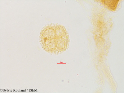 Drimys piperita - lame n° 4877