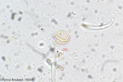 Sylvie.Rouland/Droguetia_diffusa_5245/Droguetia_diffusa_5245_0001(copy)_thumb.jpg