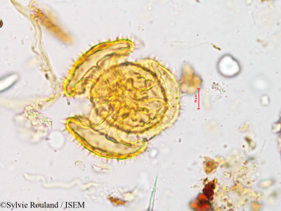 Sylvie.Rouland/Drosera_indica_4931/Drosera_indica_4931_0001(copy)_thumb.jpg