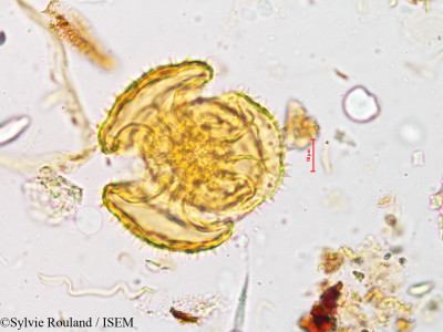 Drosera indica - lame n° 4931