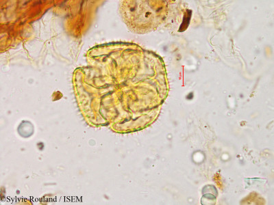 Drosera indica - lame n° 4931